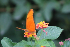 Dryas iulia moderata