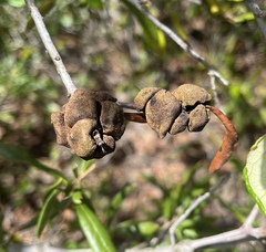 Disholcaspis quercusvirens