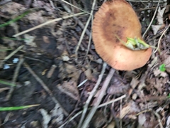 Rhodotus palmatus