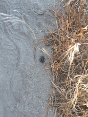 Tenebrionidae