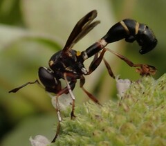 Physocephala marginata