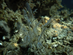 Macrorhynchia philippina