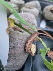 Noctuoidea