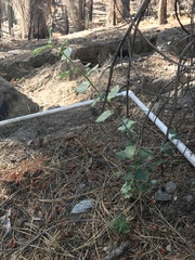 Ceanothus integerrimus