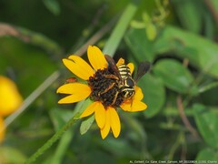 Paranthidium jugatorium lepidum
