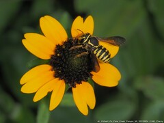 Paranthidium jugatorium lepidum
