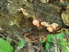 Rhodotus palmatus