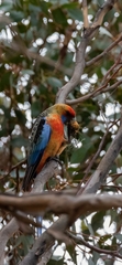 Platycercus elegans adelaidae