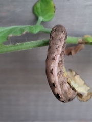 Noctuoidea