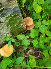 Rhodotus palmatus