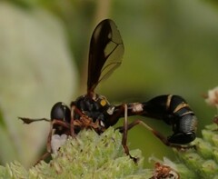 Physocephala marginata