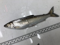 Coregonus artedi