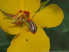 Disonycha bicarinata