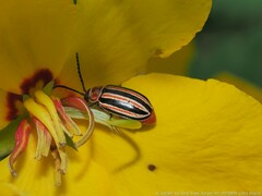 Disonycha bicarinata