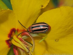 Disonycha bicarinata