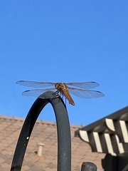 Libellula saturata