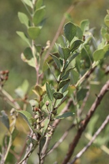 Lyonia fruticosa