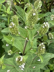 Lepechinia caulescens