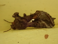 Autographa precationis