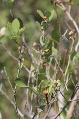 Lyonia fruticosa