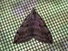 Aplocera plagiata