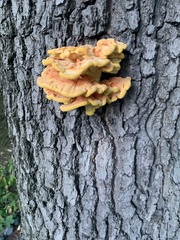Laetiporus sulphureus