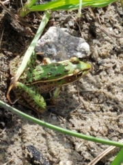 Lithobates sphenocephalus utricularius