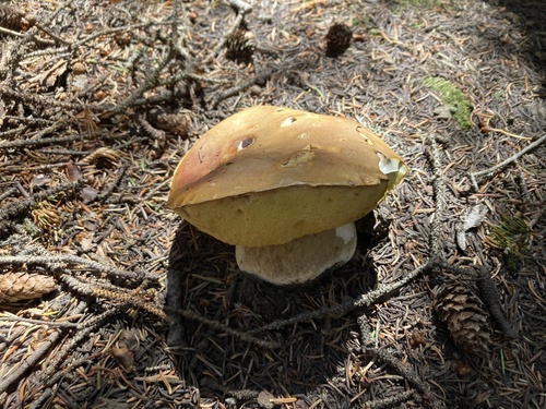 Boletus edulis