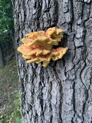 Laetiporus sulphureus