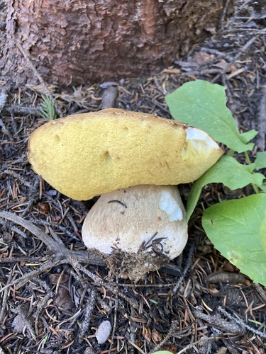 Boletus edulis (Photo 2 of 4)