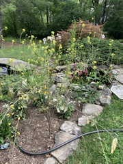 Rhamphospermum nigrum