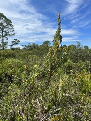 Lyonia fruticosa