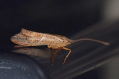 Nemotaulius hostilis