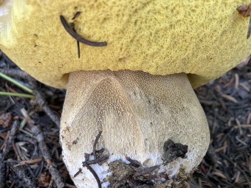 Boletus edulis (Photo 3 of 4)