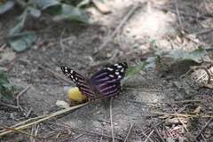 Myscelia ethusa ethusa