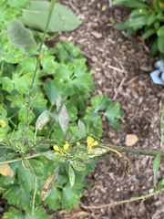 Rhamphospermum nigrum