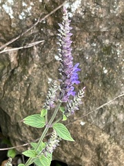 Salvia polystachia