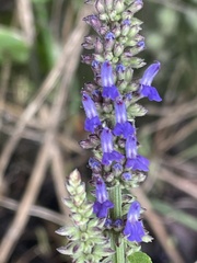 Salvia polystachia