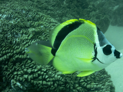 Johnrandallia nigrirostris