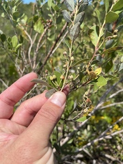 Lyonia fruticosa