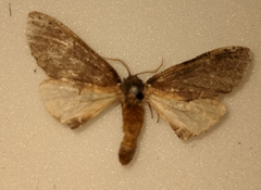 Pheosidea elegans