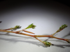 Polygonum ramosissimum