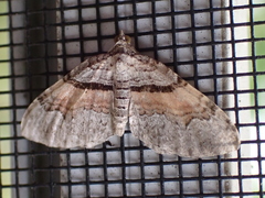 Xanthorhoe labradorensis