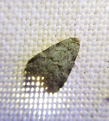 Hyperstrotia pervertens