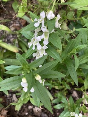 Prostanthera lasianthos