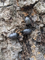 Cypherotylus californicus