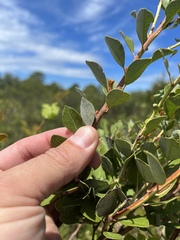 Lyonia fruticosa