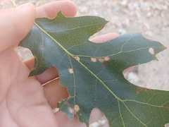 Apiognomonia errabunda