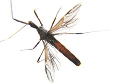Zelus tetracanthus