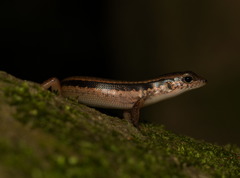 Himalayan Forest Skink photo 5